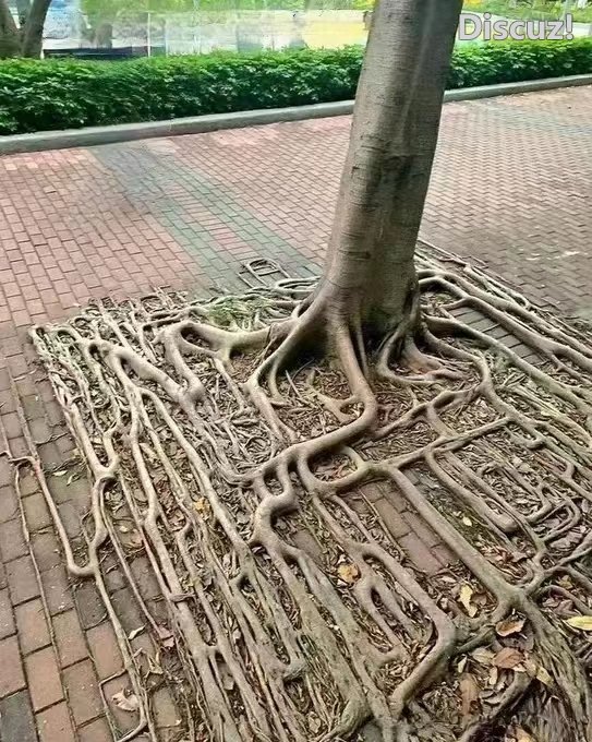 布线高手